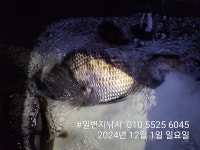 노도 일번지 조황입니다