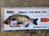 해금강 49Cm 47/45Cm 감성돔외 잔당들 조황입니다