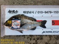 해금강 49Cm 47/45Cm 감성돔외 잔당들 조황입니다