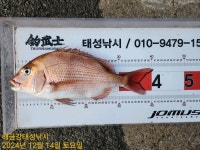 해금강 49Cm 47/45Cm 감성돔외 잔당들 조황입니다
