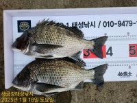 해금강 감성돔 49/47Cm외 4짜 조황