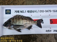 해금강 감성돔 49/47Cm외 4짜 조황