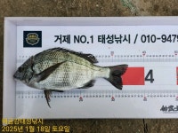 해금강 감성돔 49/47Cm외 4짜 조황