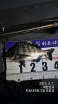 감성돔흘림/여밭 53.49.44.43.사짜.사짜급
