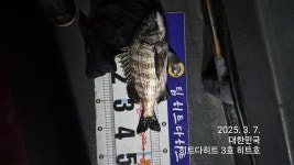 감성돔흘림/여밭 53.49.44.43.사짜.사짜급