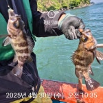 낮볼락 낚시