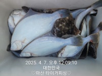 구산면 타이거 구산면