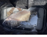 휴일 꾸준한 감성돔 조황 및 밤뽈락 출조 안내