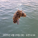 볼락 잡다가 경매보러!