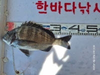 가덕한바다낚시조황