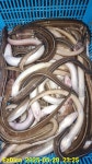 구산면 썬피싱 ㅡ 거제권 연속입질!! 돌장어 대박 조황