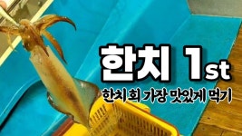 시즌 첫 한치 출조 입질이 계속 이어진다 (부제 : 한치 회는 꼭 이렇게 드세요) #한치 #이카메탈 #오모리그