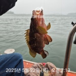 낮볼락 낚시