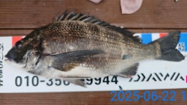 뉴에이스 오늘 덩치급 감성돔 쏱아지다