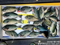 직벽호]벵에돔 어시장이 따로없네