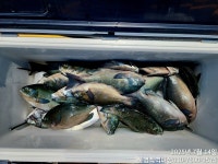 직벽호]벵에돔 어시장이 따로없네