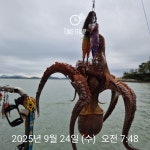 문어 경매보고!