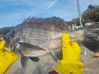 척포)최선장~대물 5짜(53cm)와 아가야~~ㅋㅋ