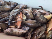 3/5 새벽반 볼락열기 쿵쾅! 뉴대양호