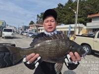 미조권 갯바위 감성돔 조황 입니다^^