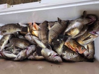 밤볼락실시간 4/7. 쿵쾅쾅 뉴대양호