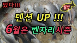 6월은 벤자리 시즌 입니다.