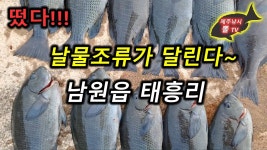 제주도 낚시 - 남원읍 태흥리 날물 벵에돔 낚시