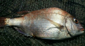 가입후 처음올리는 조행기^^ 부산 생도