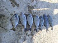 울진권 대박조황