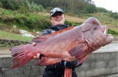 추자도 찌낚시 대물