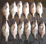 이런! 손맛에 회맛까지??