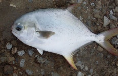 송악ic바다낚시터 병어돔 입하..