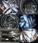 (상노대좌대)시장고등어 씨알 + 마릿수 좋아요!!