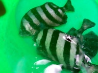 통영등대낚시공원 조항