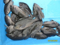 월내앞바다 벵에돔조황