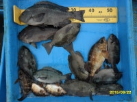월내앞바다 벵에돔(37cm)조황