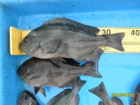 월내앞바다 벵에돔(37cm)조황