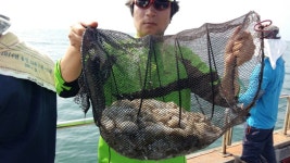 9/4일 [무창포바다낚시] 신주호,오복호,덕성호 쭈꾸미 조황입니다.