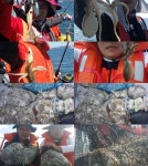 9월7일 홍원항원조낚시 프린스2호 쭈꾸미 조황