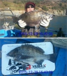 삼천포 동영호 감성돔조황