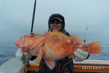 [고흥/삼산낚시] 급번출 쏨벵이,왕우럭!!! 최고 66,59.57.56.