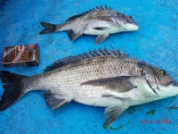 썬피싱 오후출조