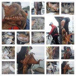 왕돌문어,갑돌이.쭈꾸미 굿 3종셋트로~~