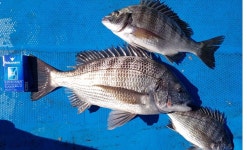 감성돔 어제는 대박 오늘은 쪽박