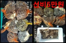 킹콩!!!쭈꾸미 굿~~~(토,일요일 예약 받습니다)