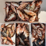 월내 열기 조황