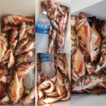 월내 열기 조황