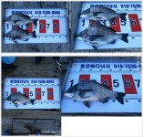 *풍화리* 통영바다 50,49,46 대물감성돔 조황