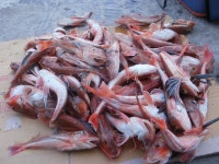 성대 퍼 담았습니다.