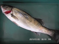 양포 방파제 (7/5 벵에돔&농어 조황) 바다상황 입니다.